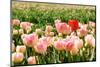 Pink Tulips with One Red Standing out from the Crowd-Ivonnewierink-Mounted Photographic Print