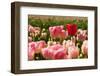 Pink Tulips with One Standing out from the Crowd-Ivonnewierink-Framed Photographic Print