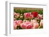 Pink Tulips with One Standing out from the Crowd-Ivonnewierink-Framed Photographic Print