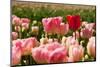 Pink Tulips with One Standing out from the Crowd-Ivonnewierink-Mounted Photographic Print