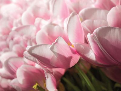 https://imgc.allpostersimages.com/img/posters/pink-tulips_u-L-F9JR9Y0.jpg?artPerspective=n
