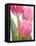 Pink Tulips-Jamie & Judy Wild-Framed Stretched Canvas