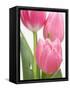 Pink Tulips-Jamie & Judy Wild-Framed Stretched Canvas