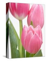 Pink Tulips-Jamie & Judy Wild-Stretched Canvas