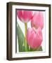 Pink Tulips-Jamie & Judy Wild-Framed Photographic Print