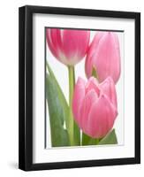 Pink Tulips-Jamie & Judy Wild-Framed Photographic Print