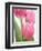 Pink Tulips-Jamie & Judy Wild-Framed Photographic Print