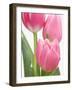 Pink Tulips-Jamie & Judy Wild-Framed Photographic Print