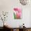 Pink Tulips-Jamie & Judy Wild-Photographic Print displayed on a wall