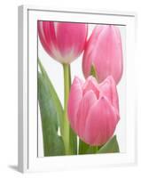 Pink Tulips-Jamie & Judy Wild-Framed Photographic Print