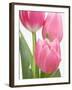 Pink Tulips-Jamie & Judy Wild-Framed Photographic Print