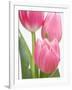 Pink Tulips-Jamie & Judy Wild-Framed Photographic Print