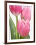 Pink Tulips-Jamie & Judy Wild-Framed Photographic Print