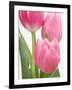 Pink Tulips-Jamie & Judy Wild-Framed Photographic Print