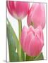 Pink Tulips-Jamie & Judy Wild-Mounted Photographic Print