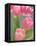 Pink Tulips-Jamie & Judy Wild-Framed Stretched Canvas