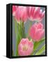 Pink Tulips-Jamie & Judy Wild-Framed Stretched Canvas