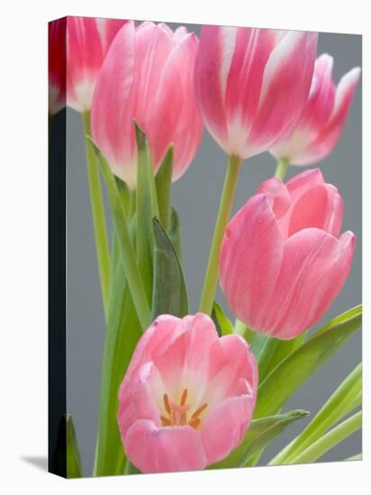 Pink Tulips-Jamie & Judy Wild-Stretched Canvas