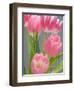 Pink Tulips-Jamie & Judy Wild-Framed Photographic Print