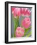 Pink Tulips-Jamie & Judy Wild-Framed Photographic Print