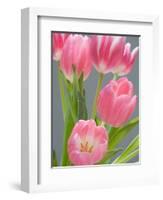 Pink Tulips-Jamie & Judy Wild-Framed Photographic Print