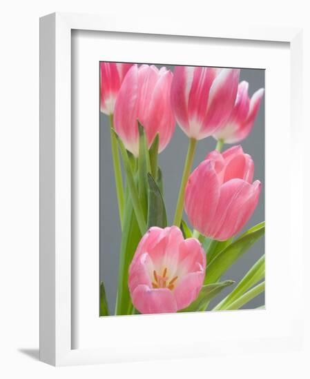 Pink Tulips-Jamie & Judy Wild-Framed Photographic Print