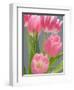 Pink Tulips-Jamie & Judy Wild-Framed Photographic Print