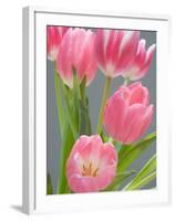 Pink Tulips-Jamie & Judy Wild-Framed Photographic Print