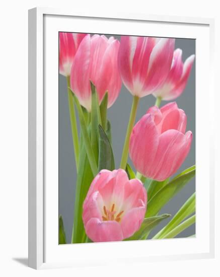 Pink Tulips-Jamie & Judy Wild-Framed Photographic Print