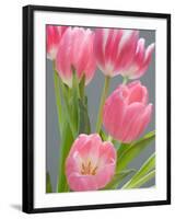 Pink Tulips-Jamie & Judy Wild-Framed Photographic Print