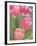 Pink Tulips-Jamie & Judy Wild-Framed Photographic Print