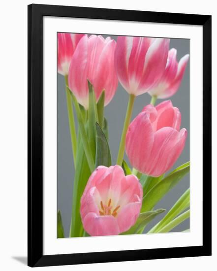 Pink Tulips-Jamie & Judy Wild-Framed Photographic Print