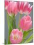 Pink Tulips-Jamie & Judy Wild-Mounted Photographic Print