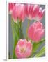 Pink Tulips-Jamie & Judy Wild-Framed Photographic Print