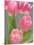 Pink Tulips-Jamie & Judy Wild-Mounted Photographic Print