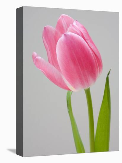 Pink Tulips-Jamie & Judy Wild-Stretched Canvas