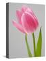 Pink Tulips-Jamie & Judy Wild-Stretched Canvas