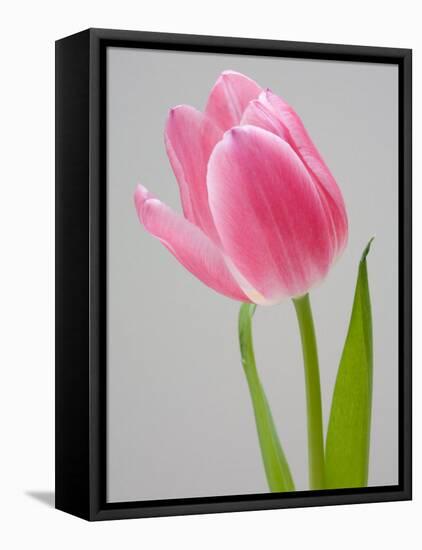 Pink Tulips-Jamie & Judy Wild-Framed Stretched Canvas