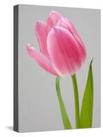 Pink Tulips-Jamie & Judy Wild-Stretched Canvas