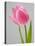 Pink Tulips-Jamie & Judy Wild-Stretched Canvas