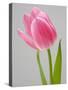 Pink Tulips-Jamie & Judy Wild-Stretched Canvas