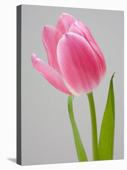 Pink Tulips-Jamie & Judy Wild-Stretched Canvas