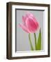 Pink Tulips-Jamie & Judy Wild-Framed Photographic Print