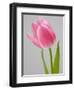 Pink Tulips-Jamie & Judy Wild-Framed Photographic Print