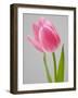 Pink Tulips-Jamie & Judy Wild-Framed Photographic Print