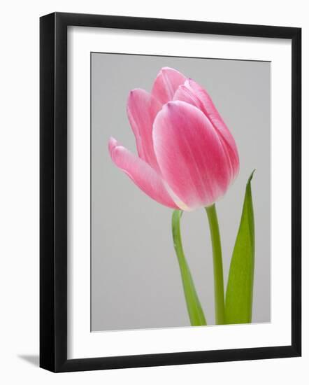 Pink Tulips-Jamie & Judy Wild-Framed Photographic Print