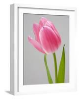 Pink Tulips-Jamie & Judy Wild-Framed Photographic Print