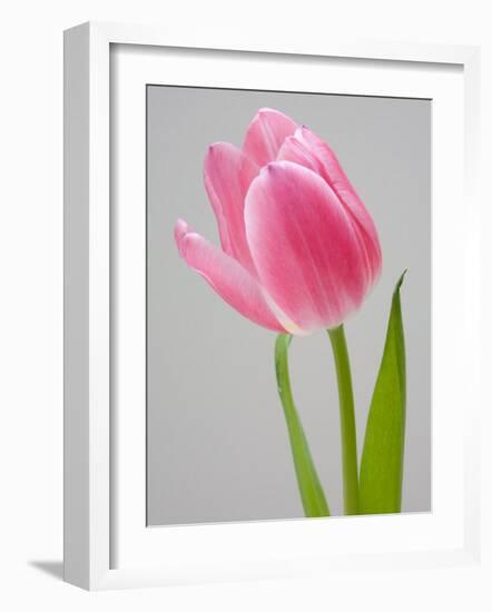 Pink Tulips-Jamie & Judy Wild-Framed Photographic Print