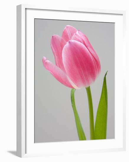 Pink Tulips-Jamie & Judy Wild-Framed Photographic Print