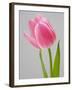 Pink Tulips-Jamie & Judy Wild-Framed Photographic Print